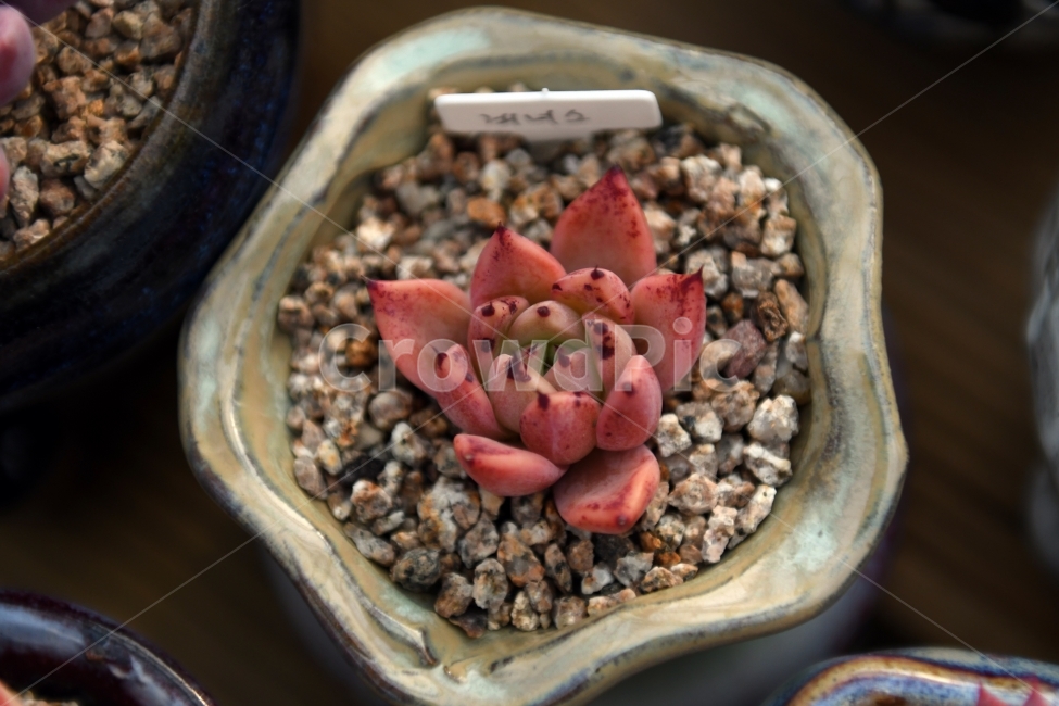 다육이,다육,다육식물,화분,식물,화초,배경,자연,plants,취미,그린,환경,키우기,아름다운,화려한,생명,생활,background,식물,자연,plants,nature