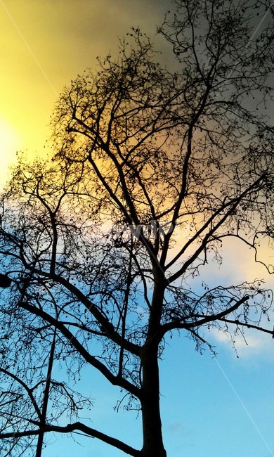 tree,나무,sunlight,실루엣,silhouette,구름,하늘,구름층,그라데이션하늘
