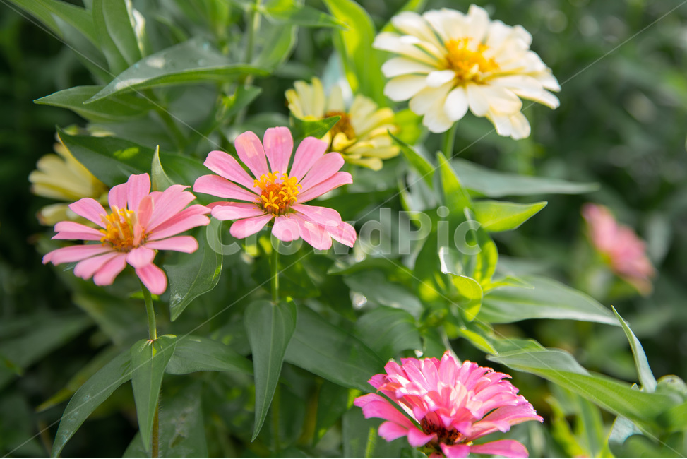꽃,들꽃,화사함,여름,생기,식물,자연,plants,nature,꽃,flower