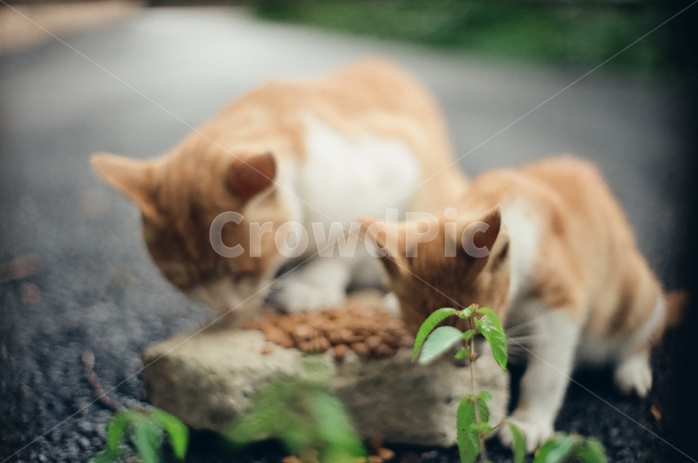 귀여움,야옹,반려동물,cats,mammals,animals,cute,meow,pets,mammal,포유류,cat,고양이,pet,abyssinian,동물,animal,아비시니안,manx,고양이새끼,kitten,동물,animal,포유류,mammal,고양이,cat,kitten,kitty