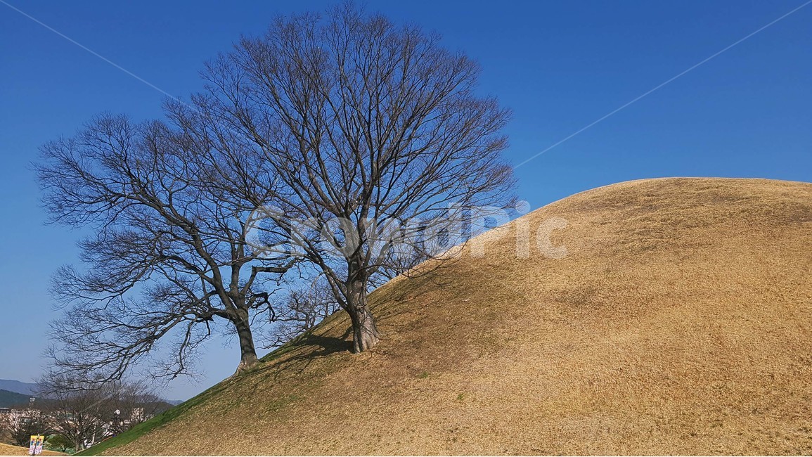 언덕,동산,나무,하늘,자연,소나무,잎,풍경,식물,배경,가지,초록색,파란색,자연,풍경,nature,landscape,식물,plants,나무,trees,wood,field,들,outdoors,옥외,grassland,목초지,mound,투수판