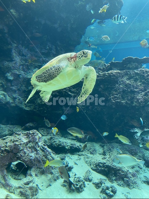 water,물,turtle,해양생물,sealife,동물,animal,물고기,fish,거북이,sea,ocean