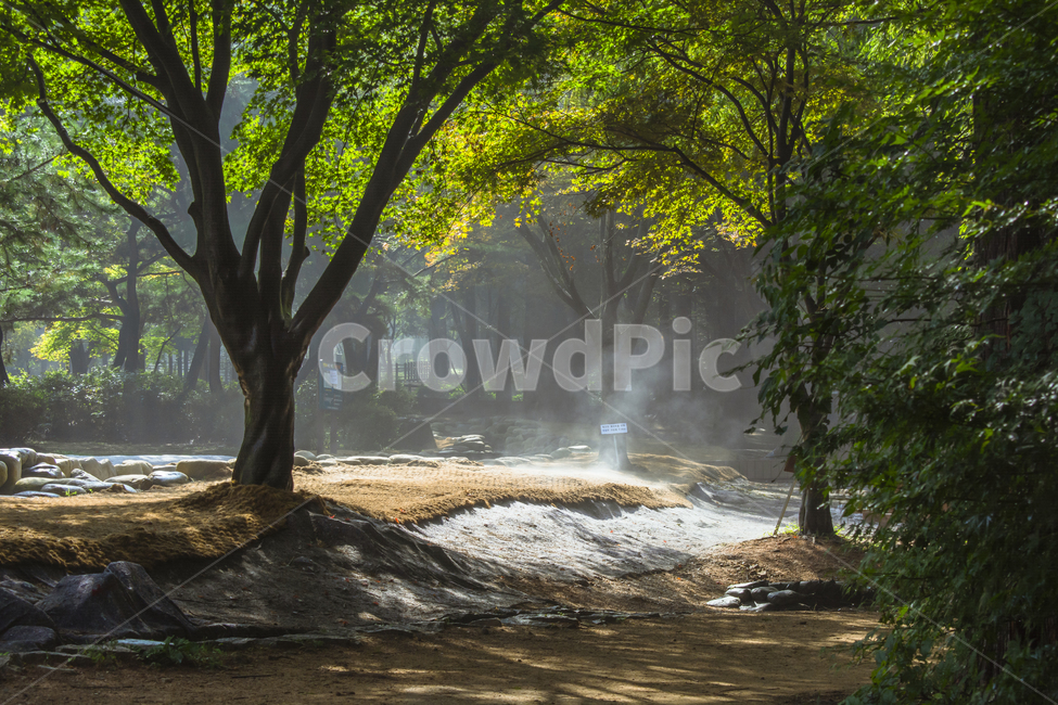 숲,안개,아지랭이,햇살,인천대공원,자연,풍경,nature,landscape,tree,나무,plant,식물,tree trunk,나무 줄기