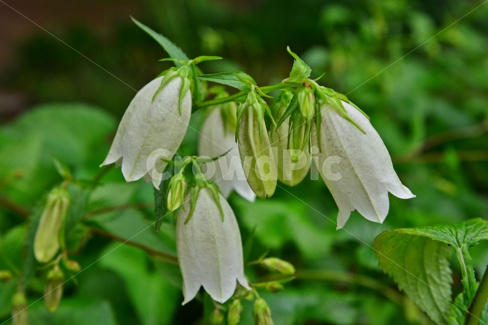 광주,서구,공원,풍암저수지,바위취,풍암공원,nature,자연,outdoors,옥외,plant,식물,field,들,blossom,flower,꽃