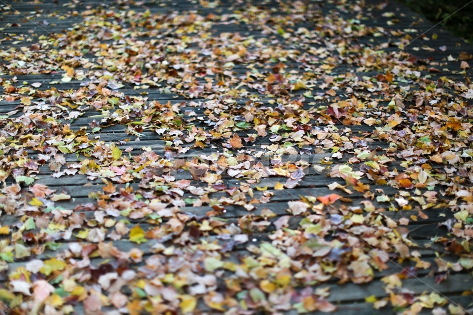 단풍,가을,보케,감성사진,감성,가을,계절,fall,autumn,season,식물,자연,plants,nature,paper,종이,confetti,색종이 조각