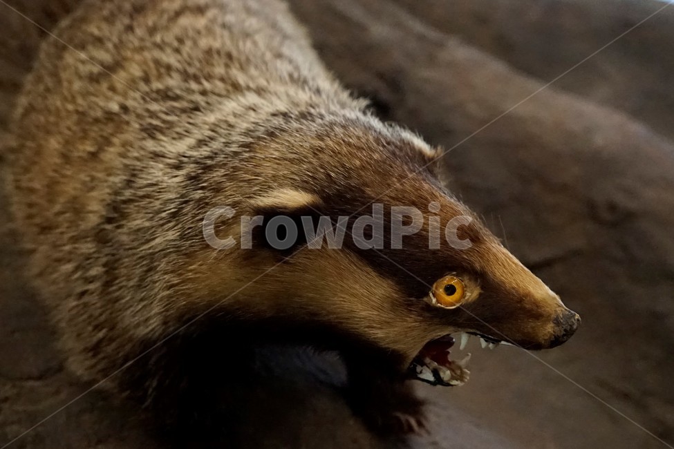 오소리,박제,야생,animal,face,mammal,nature,predator,stuffed,badger,동물,animal,포유류,mammal