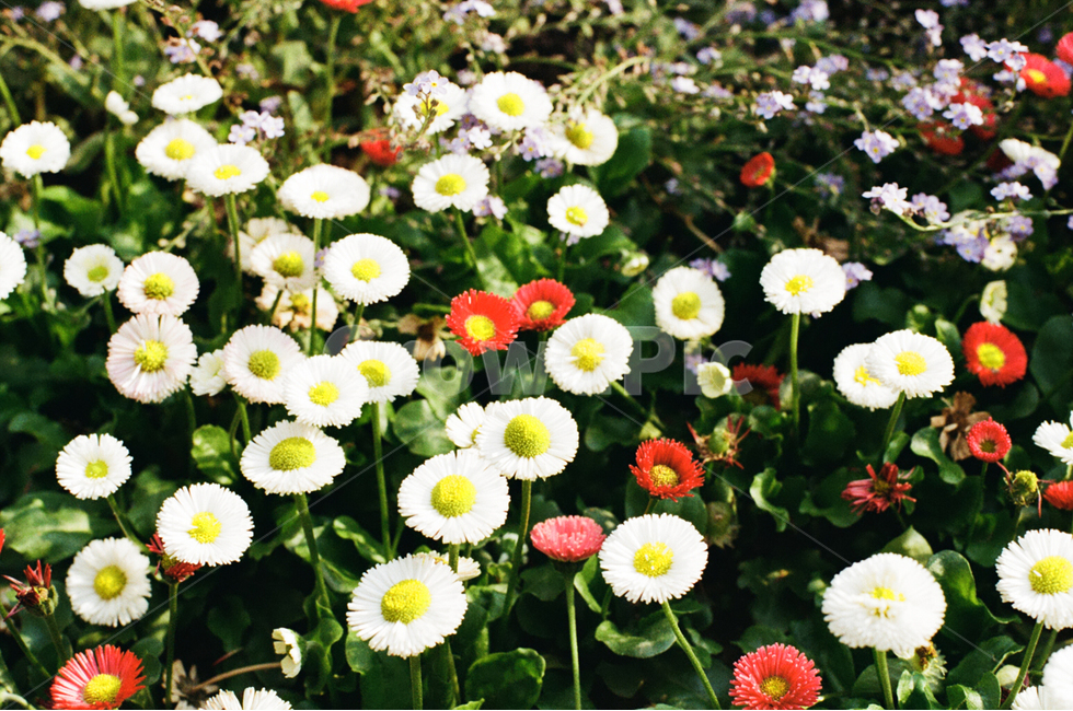 꽃,계란꽃,필름,풍경,풍성한꽃,식물,자연,plants,nature,꽃,flower