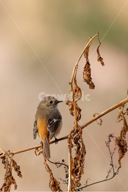 조류,새,딱새,자연,참새목,동물,animal,조류,새,birds