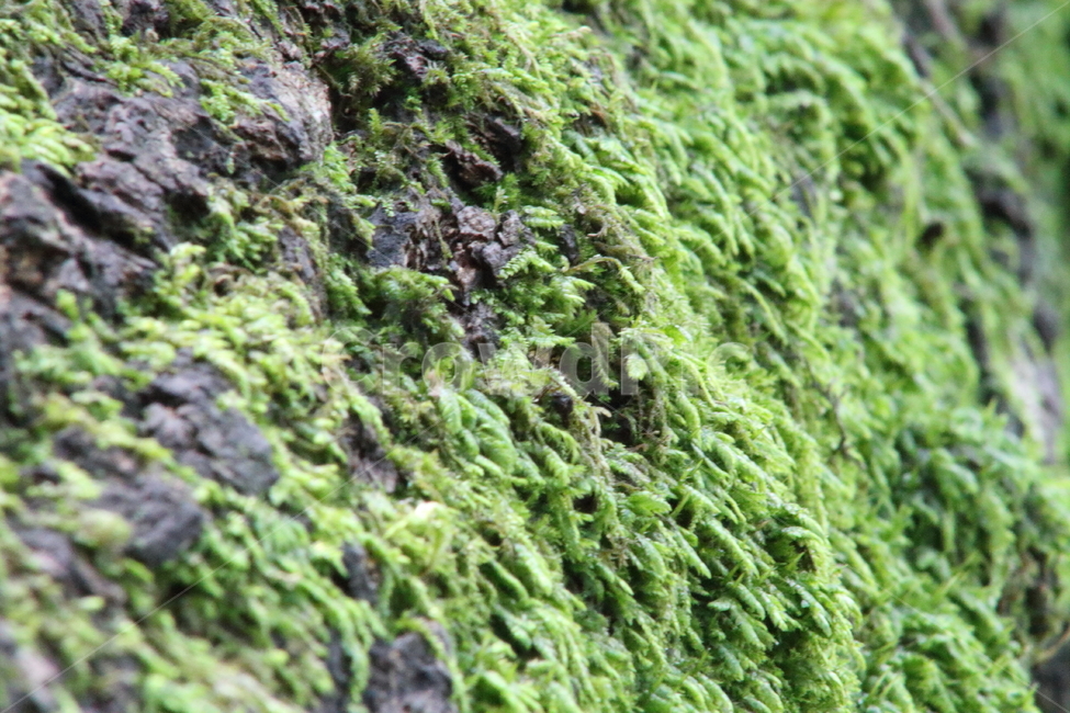 이끼,식물,선태식물,초록,treemoss,climacium,나무이끼,식물,자연,plants,nature