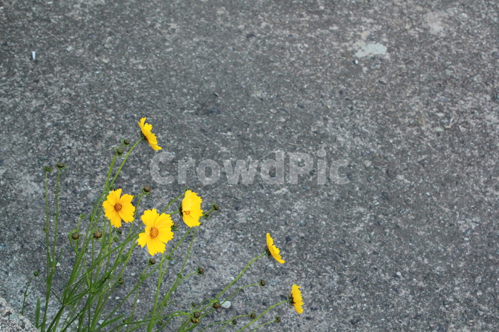 꽃,아스팔트,노란색,도로,야생화,flower,식물,자연,plants,nature,꽃,flower