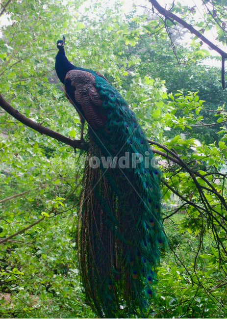 동물,공작새,수컷,당당한,공작,파란색,나무위,조류,animal,algae,peacock,동물,animal,조류,새,birds