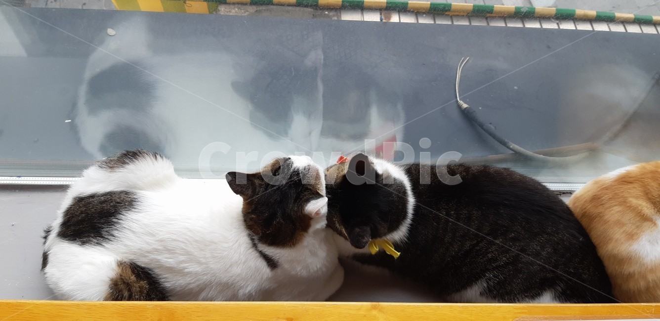 고양이,고양이카페,얼룩무늬,얼룩,검은고양이,동물,animal,포유류,mammal,고양이,cat,kitten,kitty