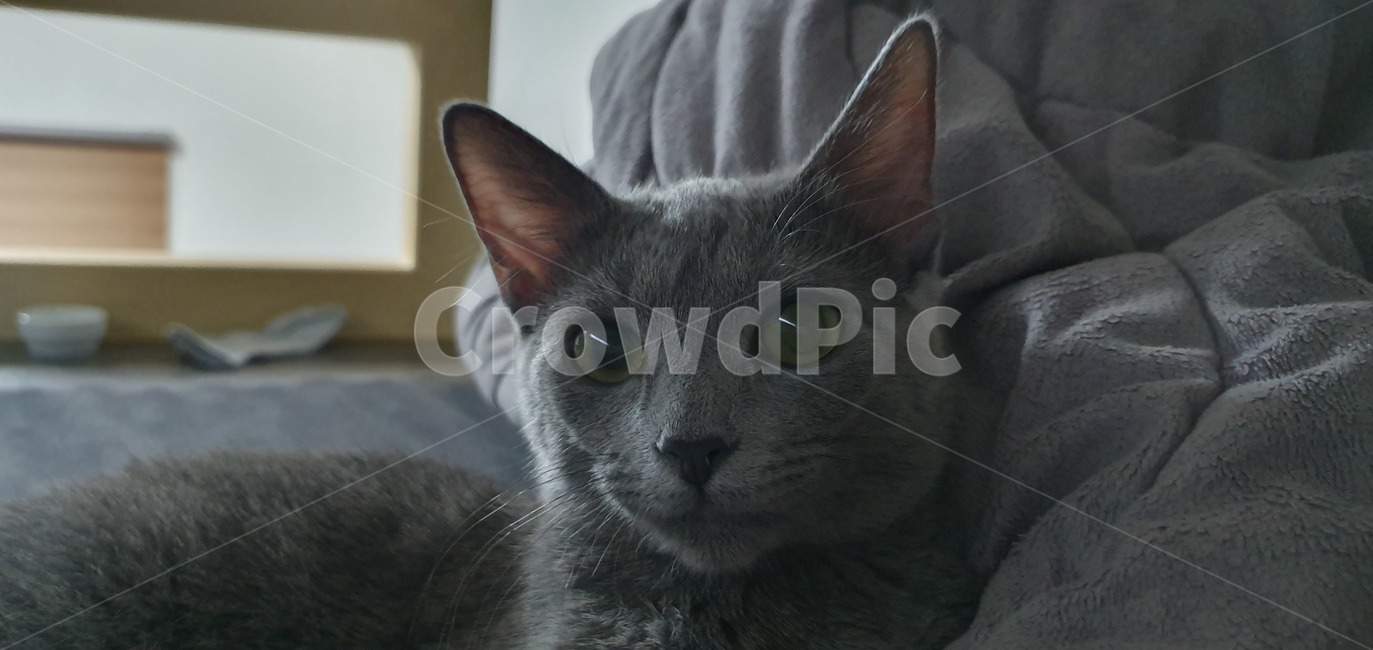고양이,러시안블루,cat,반려동물,russianblue