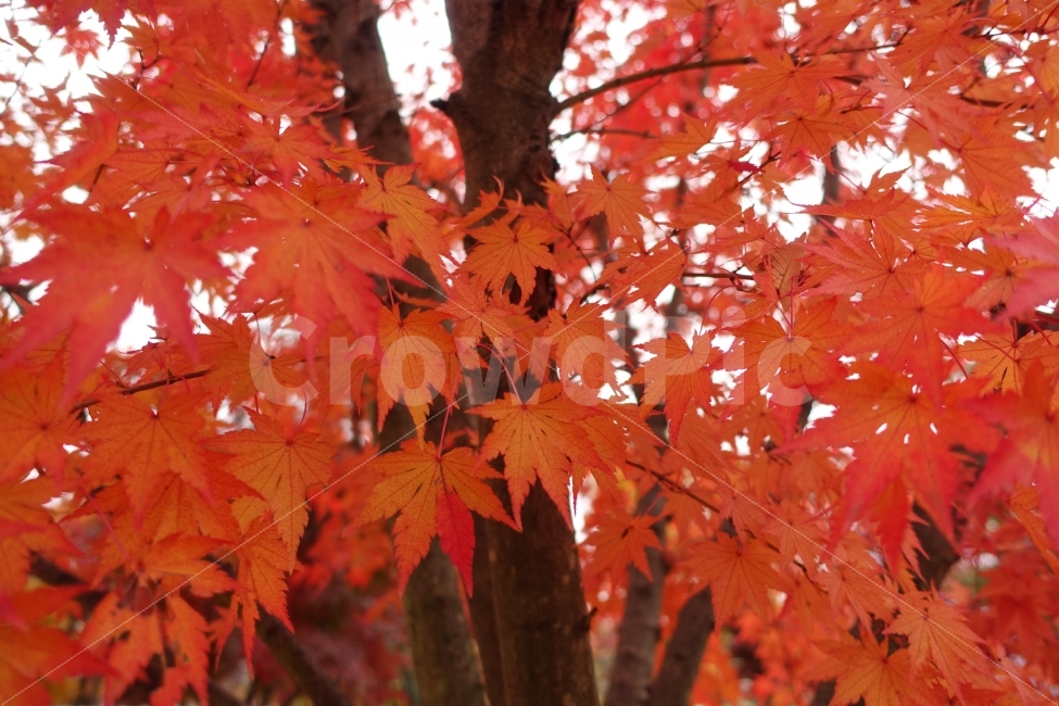 가을,단풍,단풍잎,빨강,낙엽,가을,계절,fall,autumn,season,식물,자연,plants,nature,나무,trees,wood,leaf,잎,plant,tree,maple
