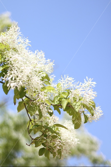 이팝나무꽃,흰색,봄,파랑하늘,맑음,식물,자연,plants,nature,꽃,flower