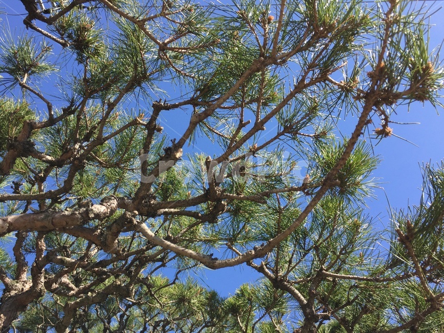 plant,식물,tree,나무,소나무,하늘,나뭇가지,잎