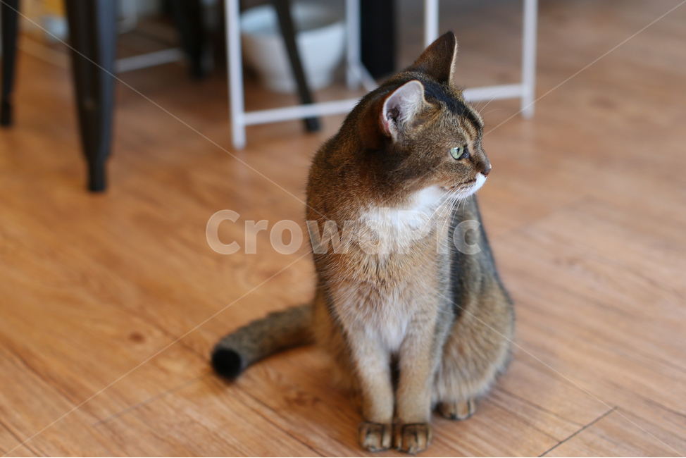 고양이,애완동물,캣카페,동물,귀여운동물,동물,animal,포유류,mammal,고양이,cat,kitten,kitty
