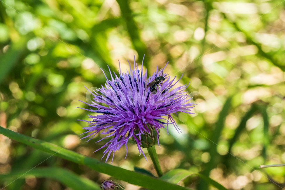식물,꽃,엉겅퀴훈장,flower,plant,식물,자연,plants,nature