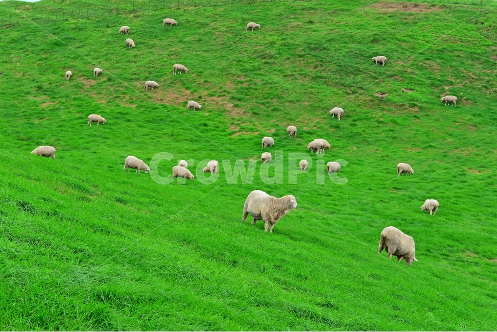 강원도,평창,대관령,양떼목장,field,들,outdoors,옥외,grassland,animal,동물,sheep,양,mammal,포유류,nature,자연,rural,농촌,farm,pasture,목장,ranch,농장,grazing,방목,meadow,목초지,경치,경관,풍경,목축업,목장,livestock farming,ranching,pasture