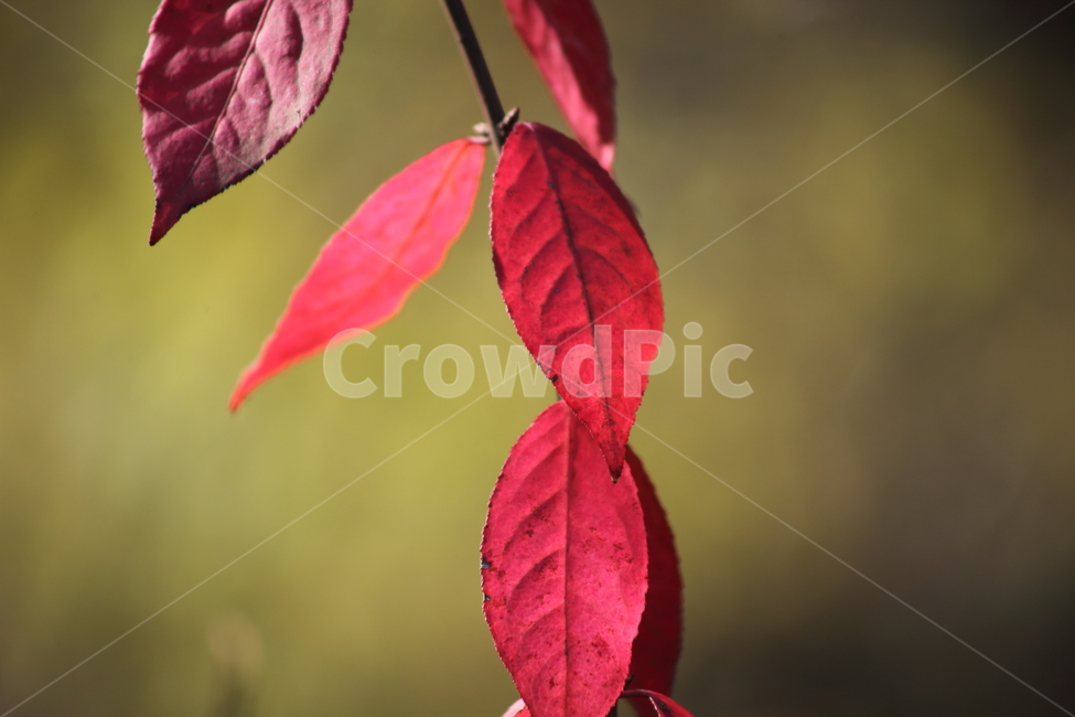 단풍,잎,식물,가을,redleaves,가을,계절,fall,autumn,season,식물,자연,plants,nature,veins,정맥