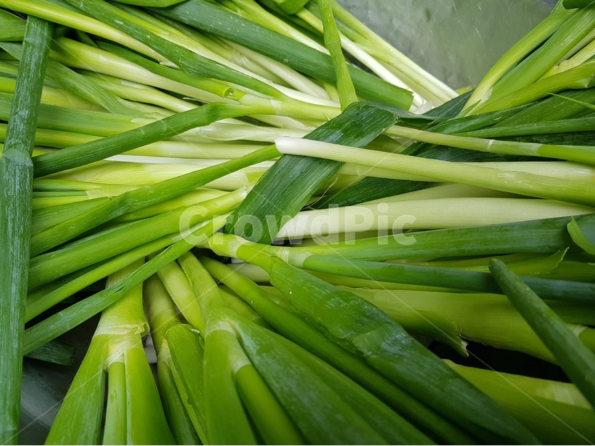 대파,양념,음식,파,요리,녹색,음식,식재료,요리,food,cook,meal,dishes,food reserves,채소,야채,vegetables