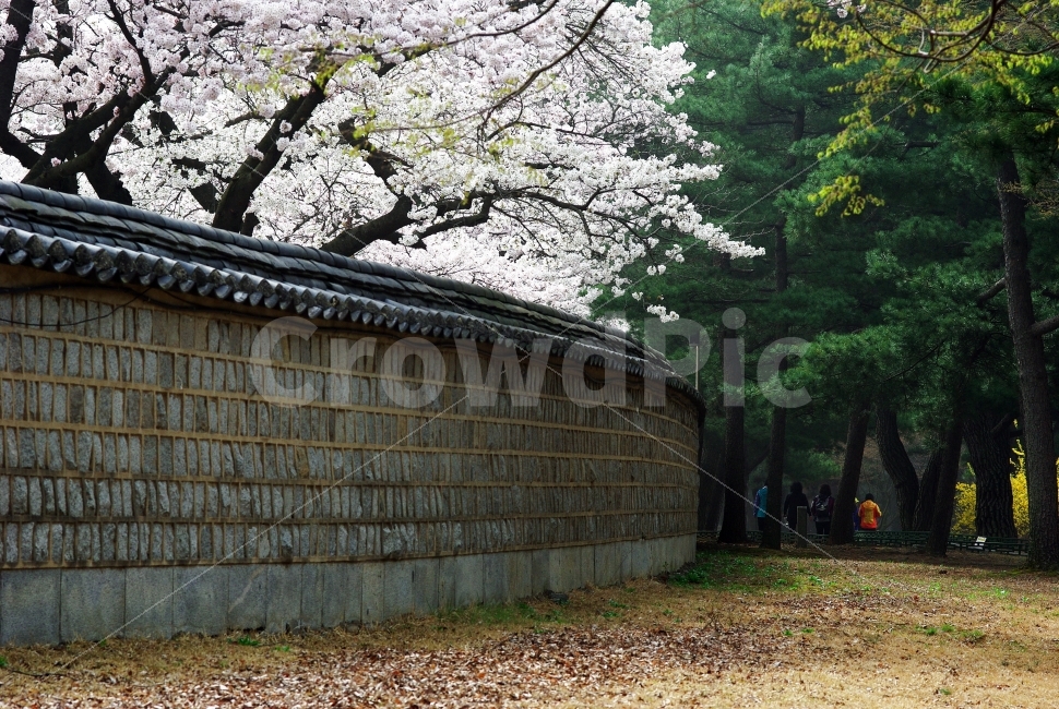 봄,돌담,벚꽃,숲,경주,천마총,여행,수학여행,자연,풍경,관광지,힐링,감성,한국전통,대릉원,봄,계절,spring,season,한국전통,한국문화,korean traditional,korean culture,건축물,건물외관,exterior,building,structure,architecture,construction,plant,식물
