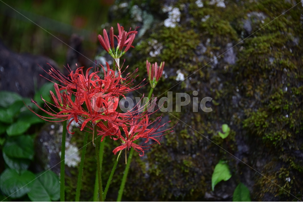 상사화,불갑사,선운사,수선화과,관상용,과부꽃,이루어질수없는사랑,magiclily,resurrectionlily,원산지한국,사찰주변,식물,자연,plants,nature,꽃,flower