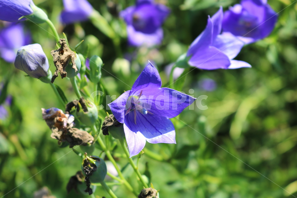 꽃,도라지꽃,도라지,식물,야생화,보라색꽃,자연,들꽃,식물,자연,plants,nature,꽃,flower