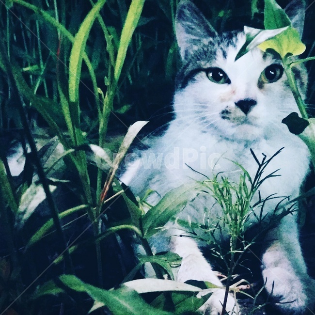 길고양이,푸르름,점박이,냥냥이,풀밭,동물,animal,포유류,mammal,고양이,cat,kitten,kitty