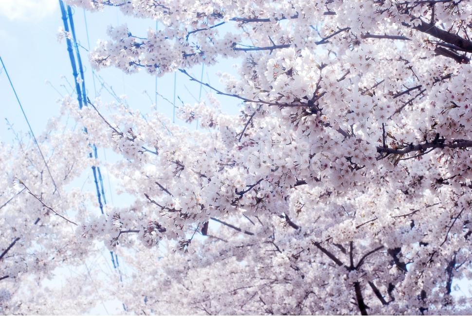자연,봄,벚꽃,꽃,봄꽃,꽃나무,벚꽃과하늘
