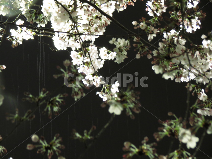 벚꽃,밤,꽃,봄,야경,흐드러지다,흰벚꽃,bitchinanunbutkkot,비,꽃비,cherryblossoms,봄,계절,spring,season,plant,식물,flower,blossom