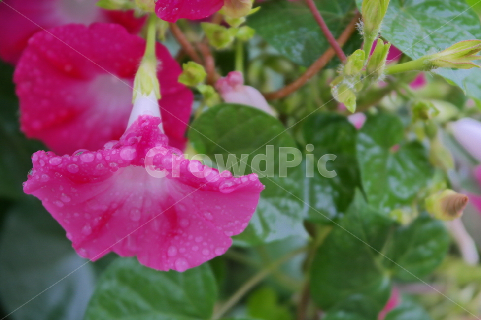 나팔꽃,자주색,통꽃,자주색꽃,빗방울,이슬,꽃,여름꽃,덩굴식물,purple,flower,blossom,plant,자연,green,초록,식물,비에젖은,식물,자연,plants,nature,꽃,flower