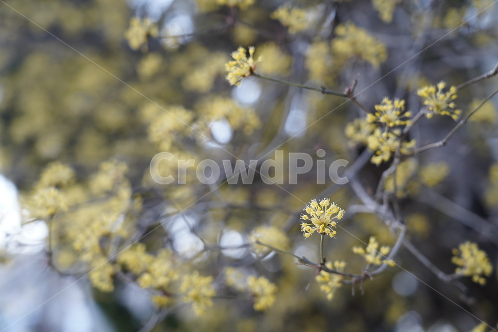 plant,flower,꽃,blossom,식물