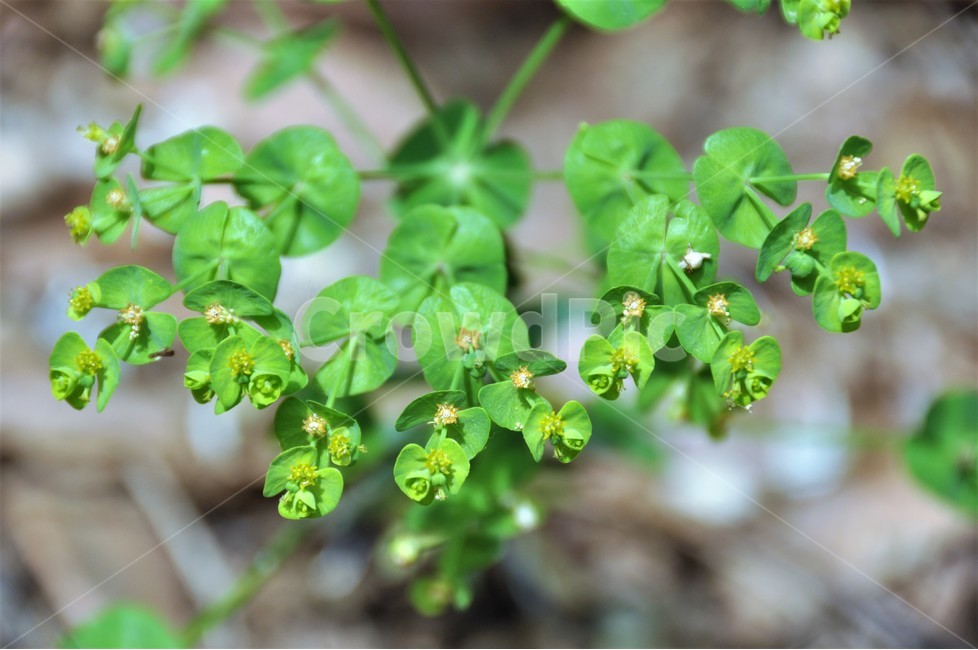 꽃,자연,식물,봄,정원,식물,자연,plants,nature,꽃,flower