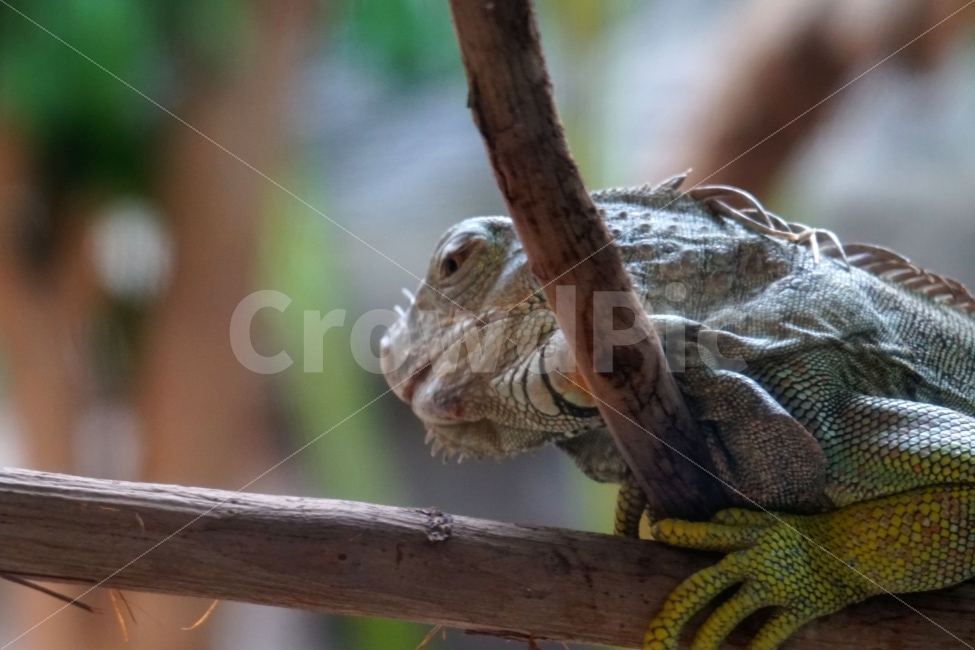 iguana,plant,tree,animal,reptile,branch