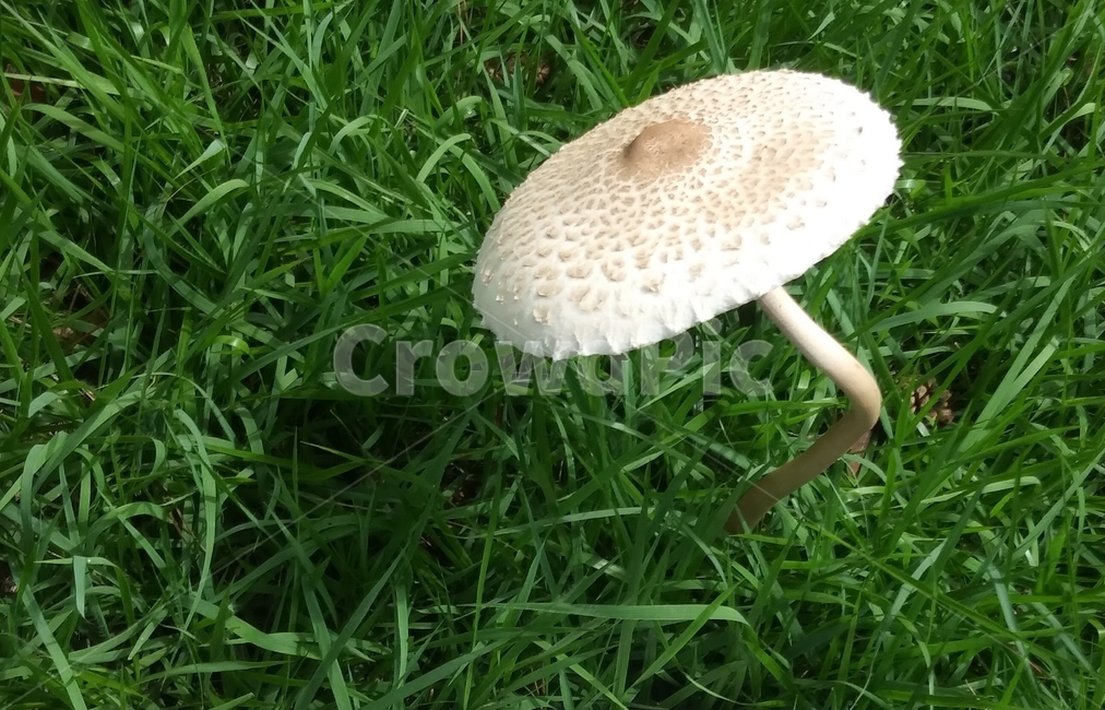 연두색,근접샷,자연,small,fungus,plant,식물,버섯