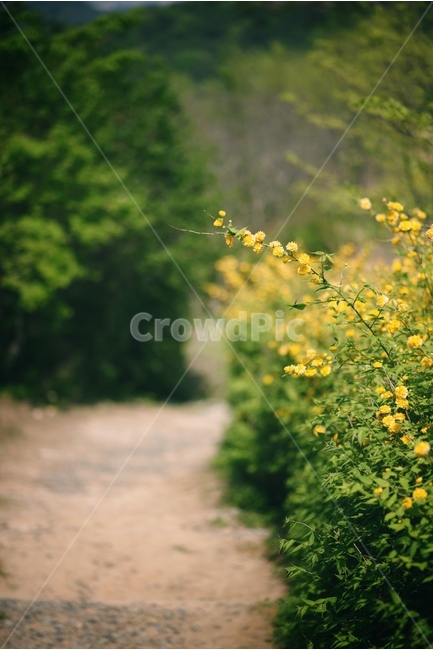 꽃,자연,식물,야생화,황매화,식물,자연,plants,nature,꽃,flower
