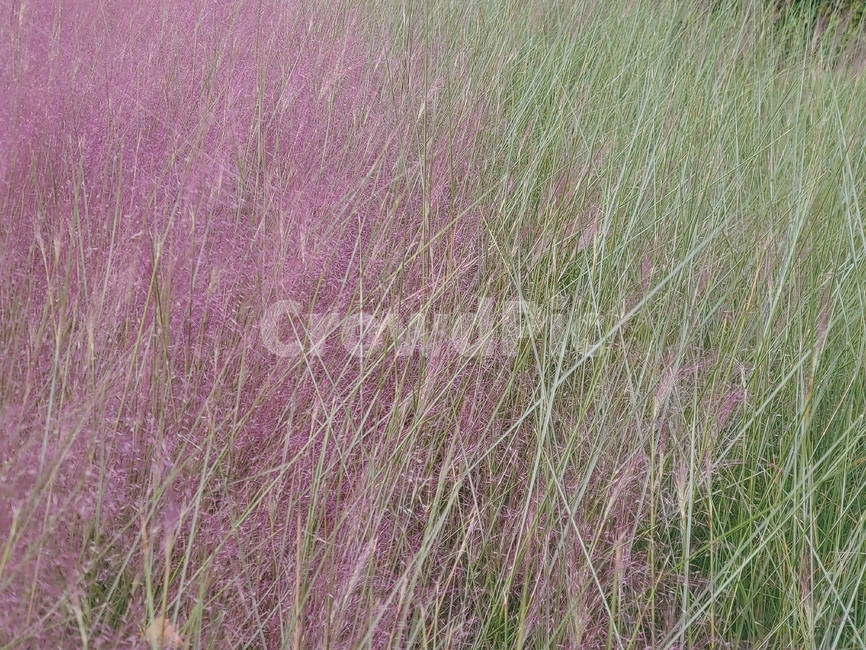 plant,핑크뮬리,가을,변화,대비,grass,분홍색,식물,자연,plants,nature