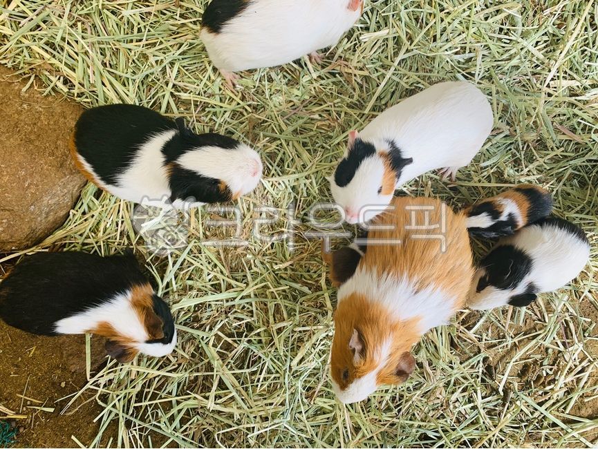 guinea pig,Pets,animal,guineapig