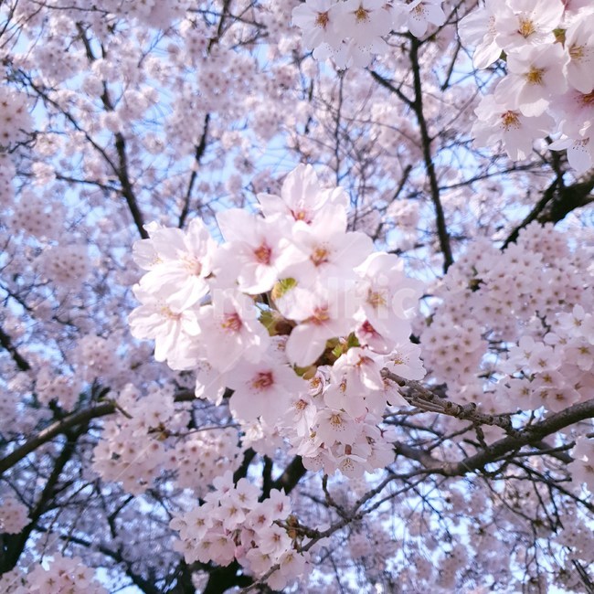 봄,벚꽃,꽃,분홍,분홍색,여린,꽃말,아름다움,순결,교양,봄,계절,spring,season,식물,자연,plants,nature,꽃,flower,plant,blossom,cherry blossom