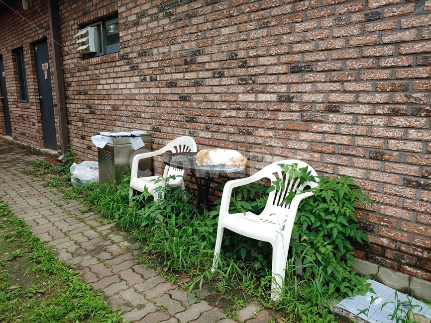 벽돌,고양이,옥외,flagstone,판석,동물,animal,포유류,mammal,고양이,cat,kitten,kitty