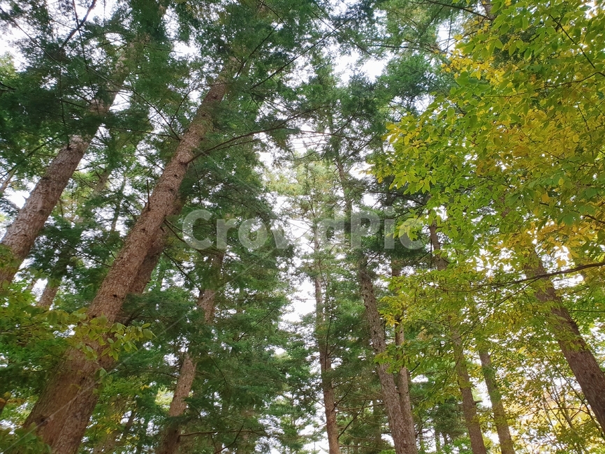 숲,나무,메타세콰이어,길,초록,나뭇잎,tree,식물,나무줄기