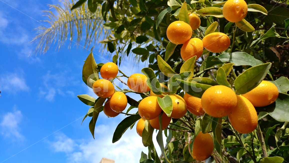 과일,금귤,과일나무,푸른하늘,낑깡,fruittree,kumquat,bluesky,과일,열매,fruit