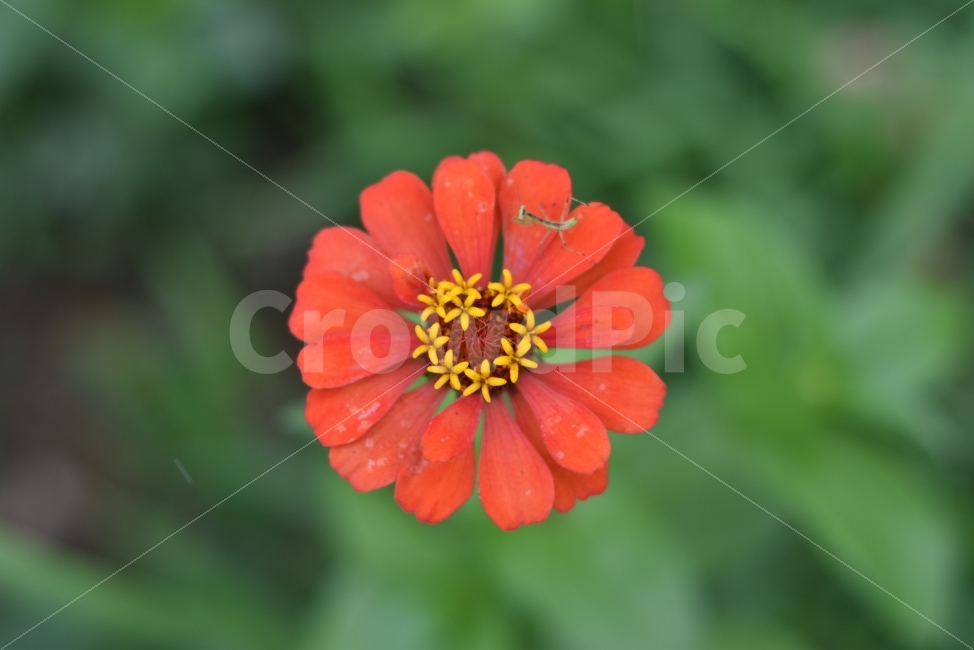 day flower,summer holder,zinnia,flowers and insects,mantis,flower