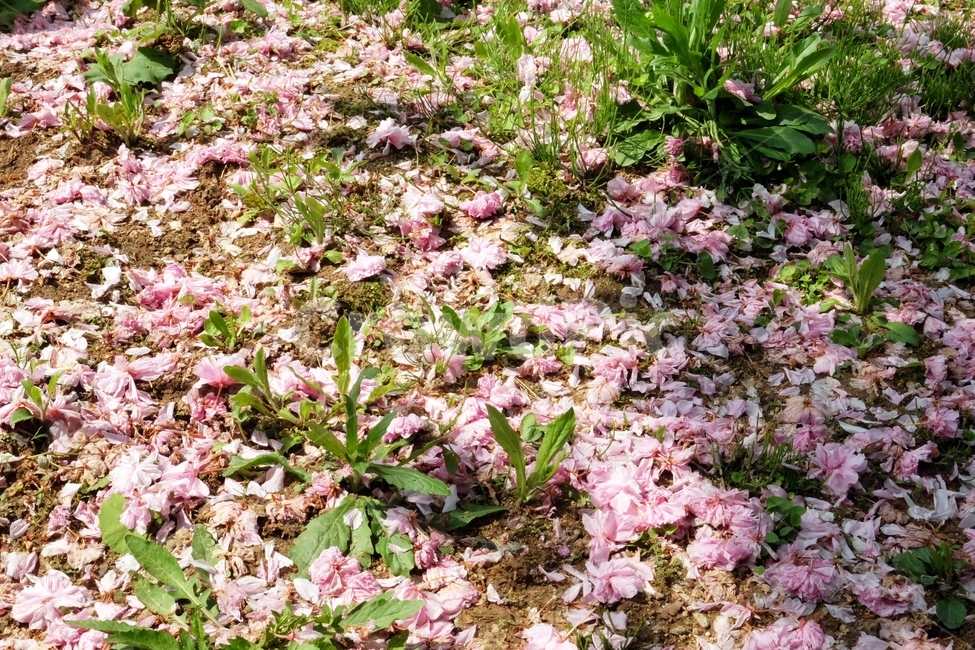 꽃,꽃잎,식물,flower,봄,벚꽃,벚꽃잎,봄,계절,spring,season,꽃,flower,plant,blossom