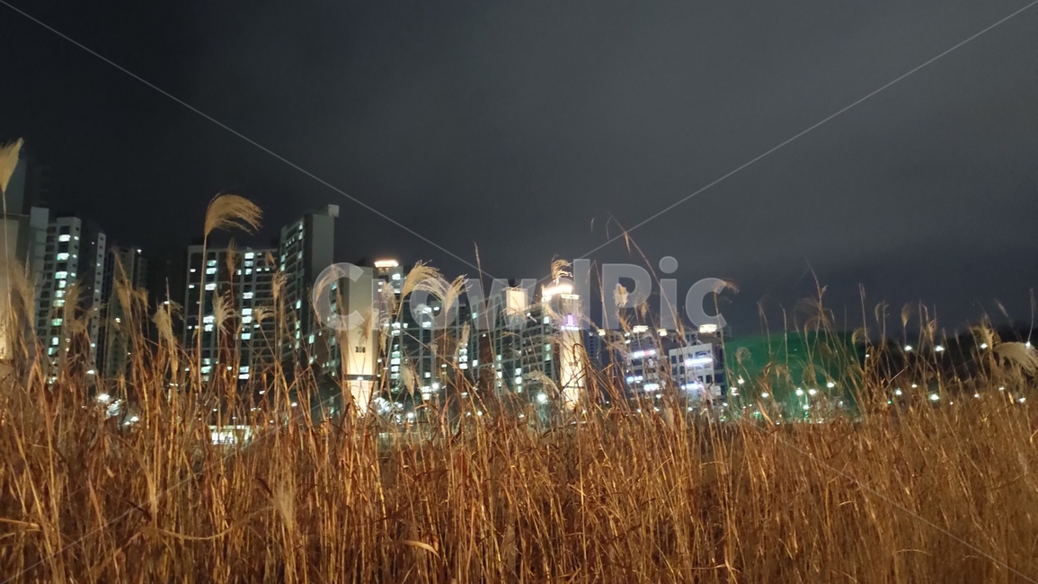 전주시,삼천천야경,야경,천변야경,도시천야경,삼천천,nature,자연,outdoors,옥외