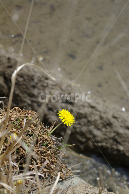 민들레,꽃,flower,계절,봄,spring,식물,자연,plants,nature,꽃,flower