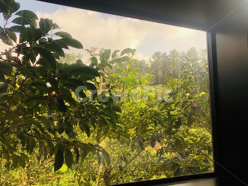 plant,식물,초목,window,창,창밖