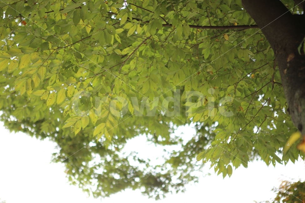 초록,나뭇잎,하늘,가을,식물,식물,자연,plants,nature,나무,trees,wood,휴식,힐링,rest,relaxation,healing