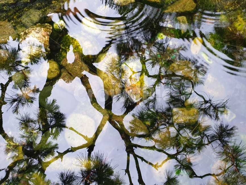연못,물,water,nature,하늘,나무,반사,pond,landscape,일렁이는,자연